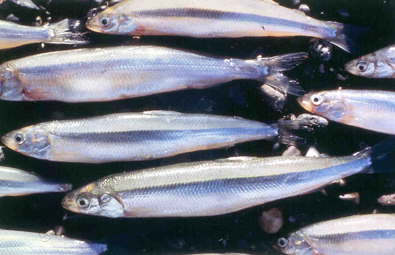 Adult Surf smelt