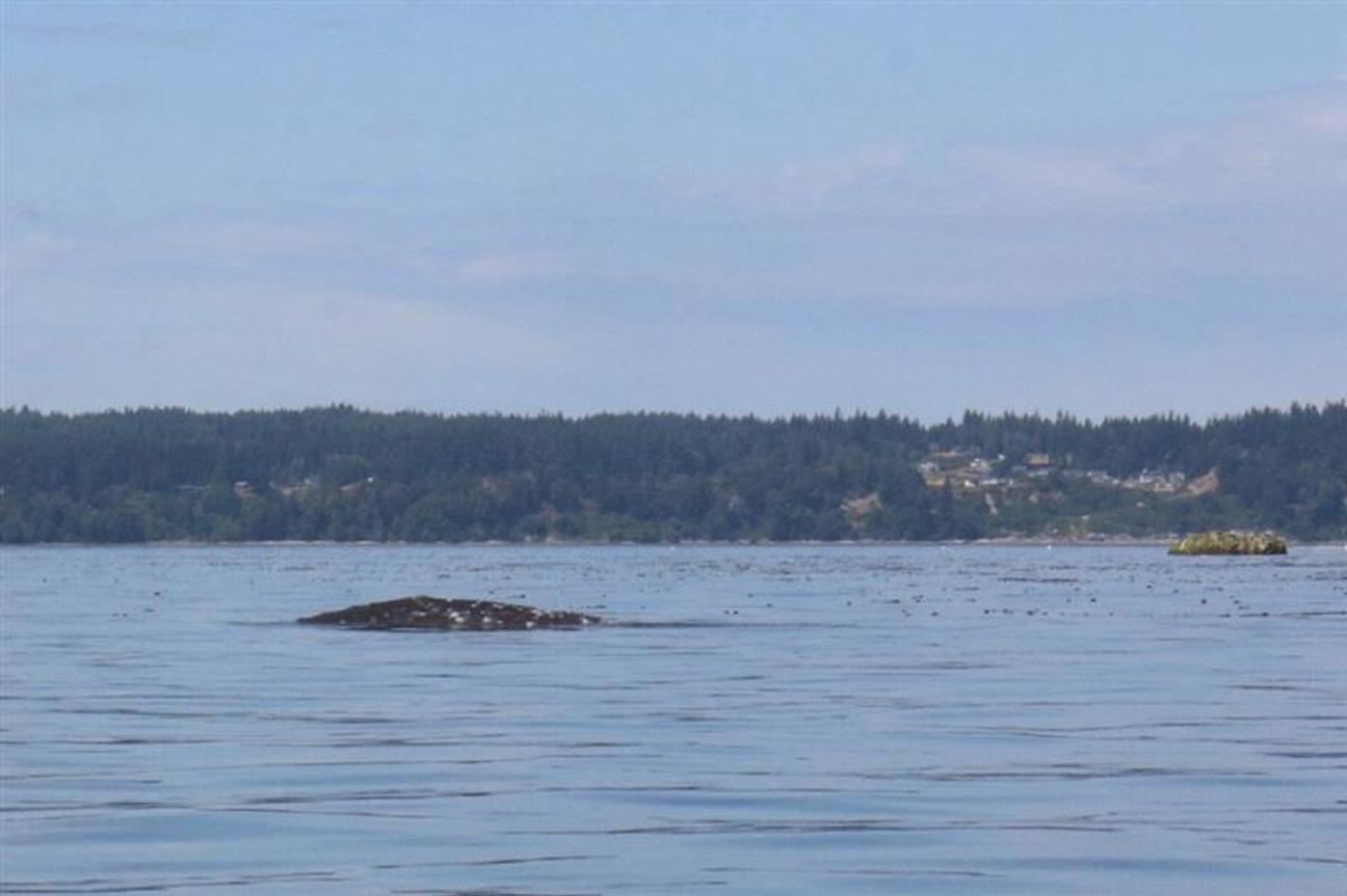 Gray whale feeding off hat island.