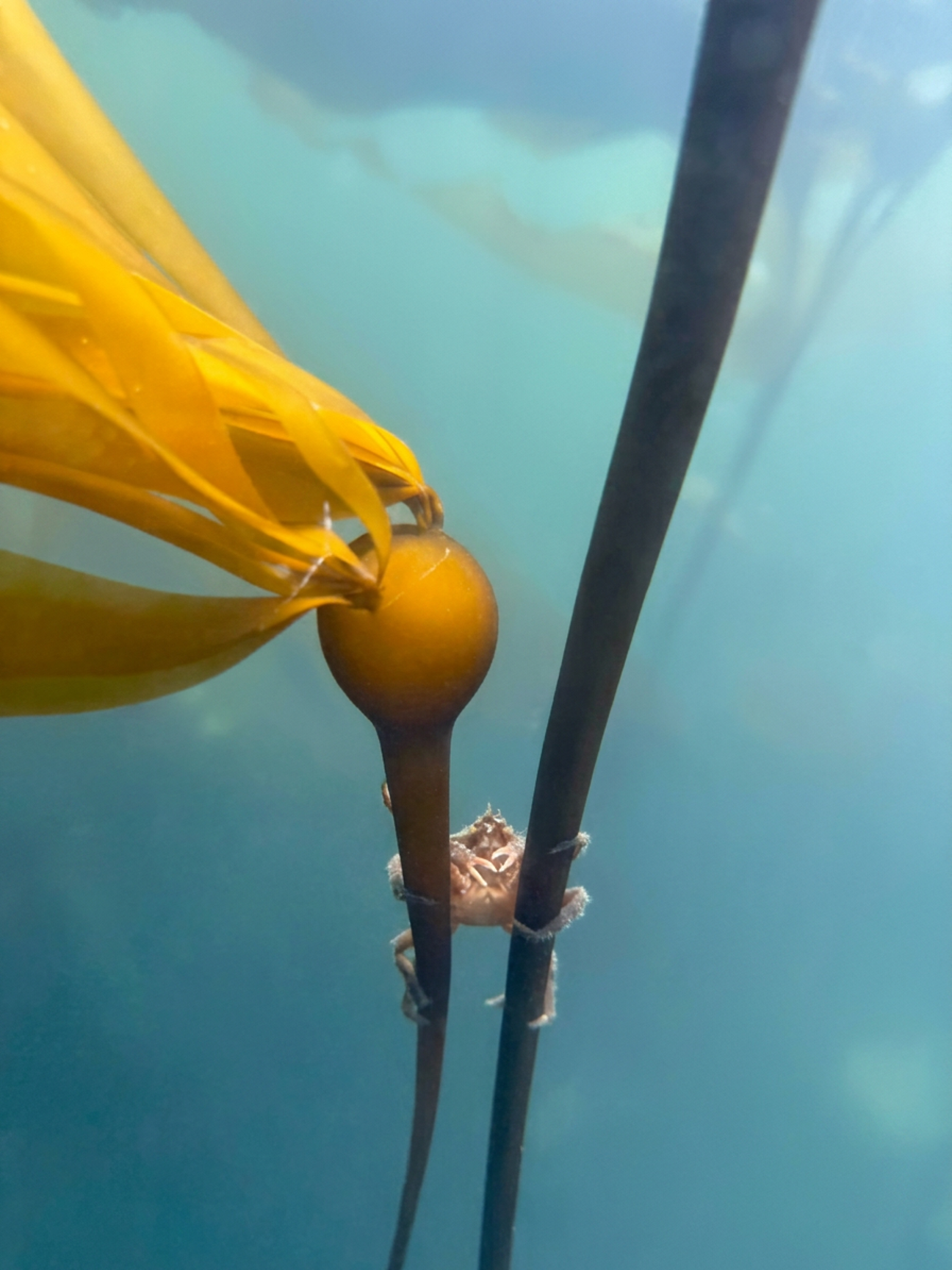 Crab between kelp