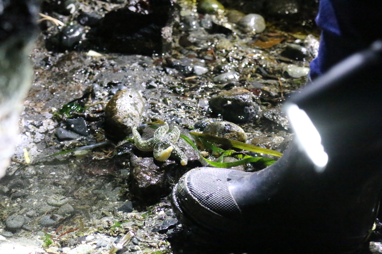 Childs boot in the dark next to a starfish.