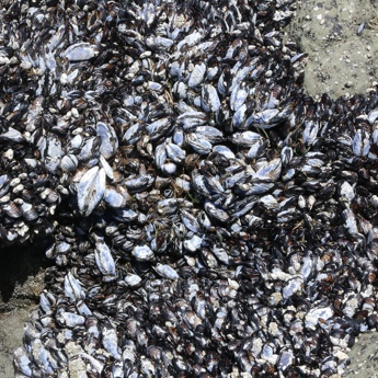 Mussel Watch