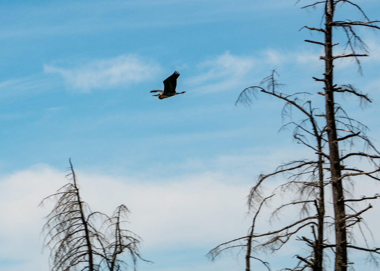 Blue heron flying in an estuary