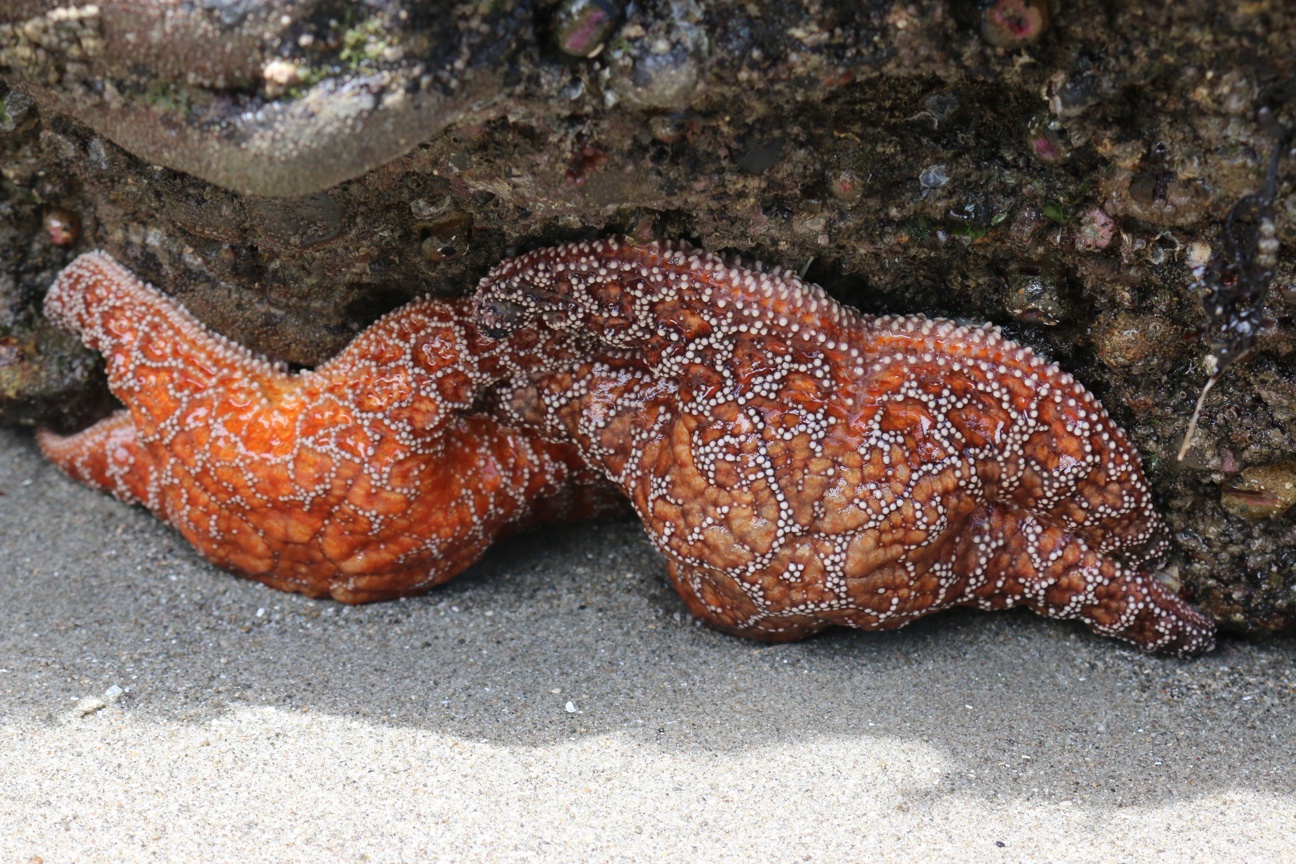 Two starfish on a rock