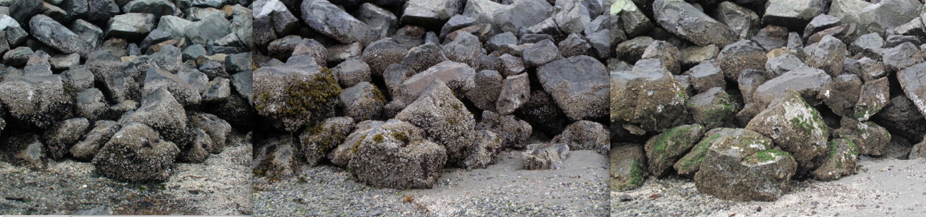 Three photos of Edmonds Jetty side by side showing differences in mussel coverage.