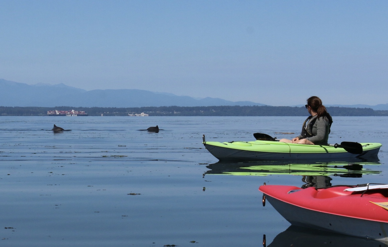 MRC member on a kayak looking at porpoises.