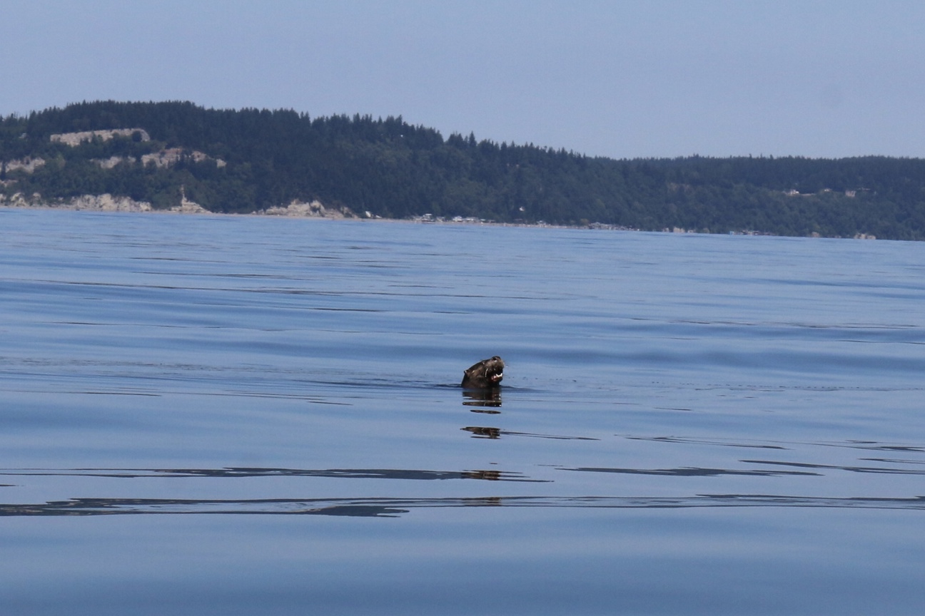 An otter spotted during marine vegetation monitoring.