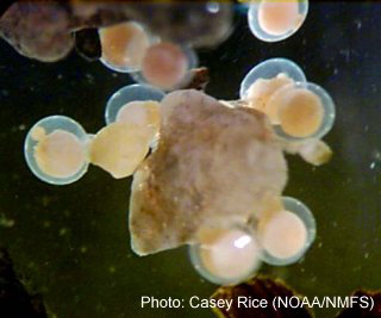 Surf smelt eggs next to a grain of sand.